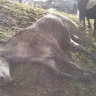 Imagen de uno de los animales muertos en Laciana.