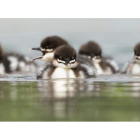 Varias crías de pato de la especie serrucho se deslizan por las aguas del río Isar, en Múnich (Alemania). EFE/MATTHIAS BALK