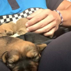 Un agente local sujeta a los dos cachorros rescatados cuando tenían dos semanas de vida