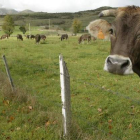 Una vaca se asoma por encima del cercado que delimita su pasto en una foto de archivo.