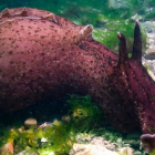 Un caracol marino.