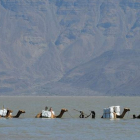 Una caravana de camellos cruzan el lago Gemeri, en la provincia de Afar (Etiopía). STR