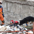 Un rescatista japonés con un perro participa en la búsqueda de supervivientes en un edificio desmoronado en Ciudad de México, el 22 de septiembre