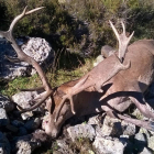 Ejemplar abatido sin precinto en la Reserva de Caza de Riaño.