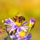 ¡No les hagas daño! 5 trucos para alejar abejas y avispas fácilmente