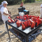 La temporada del asado de pimiento está en pleno apogeo.