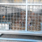 Anestesiado 8 Uno de los leones de Aqualeón, sedado en una jaula, antes de ser trasladado a EEUU, ayer.