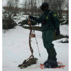 Un agente sujeta el esqueleto de un corzo en la montaña leonesa.