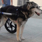 Un perro con una de las sillas de ruedas del inventor español