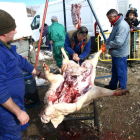 La matanza del cerdo volverá a servir como punto de partida a las jornadas en Puebla de Lillo. CAMPOS