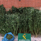 La operación para desmantelar el cultivo de 35,8 kilos de marihuana fue de la Guardia Civil.