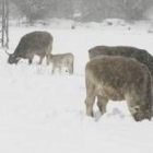 El temporal también afectó a los pastos y a los animales de varias zonas de la povrincia leonesa