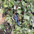Uvas en un viñedo de la provincia. DL
