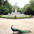 Pavo real frente a la Fuente de la Fama del Campo Grande de Valladolid. MIRIAM CHACÓN