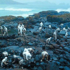 La batalla 8 Tareas de limpieza del chapapote en la playa de Reira, en Camariñas (A Coruña), en el 2002.