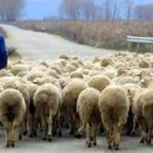 El sector del ovino vive en crisis desde hace dos años