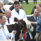 El príncipe Guillermo acaricia a una vaca durante su visita a una feria en Anglesey (Reino Unido).