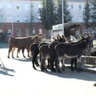 Los burros llamaron mucho la atención a la gente.