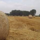 Rastrojeras de trigo en un campo leonés, en una imagen de archivo