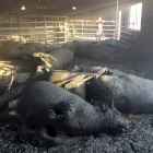 Terneros calcinados en una nave ganadera de la localidad zamorana de Villardiegua.