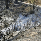Vista de monte calcinado por el incendio de Yeste (Albacete).