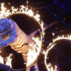 Número con tigres en el festival Internacional de Circo de Montecarlo, el pasado día 25.