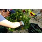 Los primeros racimos de uva recolectados en la comarca para vinificación se volvieron a recoger en las viñas de Canedo.