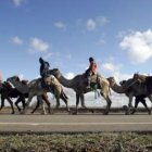 Camellos y caballos con peregrinos se dirigen a Santiago.