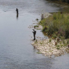 Unos pescadores durante una jornada de pesca en el río Órbigo.
