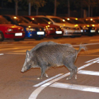 Un jabalí, en una imagen de archivo, se pasea a medianoche por Sant Cugat.
