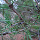 Thaumetopoea pityocampa Schiff, conocida como procesionaria del pino.