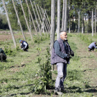 Plantación de lúpulo entre las localidades de Nistal y Celada. MARCIANO PÉREZ