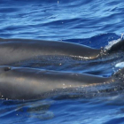 Imagen del híbrido entre una ballena y un delfín