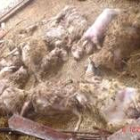 Las once ovejas muertas por el ataque de los perros estaban en estado de gestación