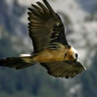 El quebrantahuesos sólo anida actualmente en los Pirineos.