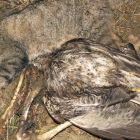 Los ecologistas facilitan imágenes de gatos monteses, especie estrictamente protegida, y aves rapaces muertos dentro del coto. DL