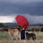 Escena de ‘Animal Espacio Tiempo’ con Violeta Alegre, entre rebaño y perros, oculta tras el paraguas rojo. CHUS DOMÍNGUEZ