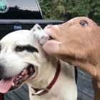 Momento del vídeo donde la vaca empieza a dar mordisquitos al perro.