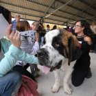 La belleza canina, como la de este ejemplar de San Bernardo, ‘enamoró’ al público .
