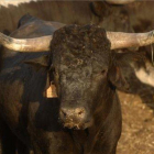 Un toro, antes de participar en unos festejos.