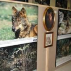La exposición sobre el lobo puede verse en el salón de usos múltiples, en la calle de Las Escuelas