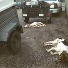 Dos perros del adjudicatario fueron evenenados en otoño del 2000, antes de una cacería