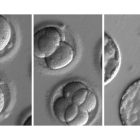 Detalle de la modificación embrionaria publicada en la revista ‘Nature’. EFE