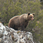 Un oso en la provincia de León
