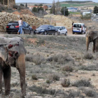 Los elefantes heridos tras el accidente, que provocó retenciones en la A-30 de Albacete. MANU