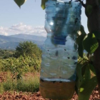 Una de las trampas colocadas en la llanura central del Bierzo, donde son atrapadas las reinas. DL