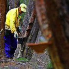 Un resinero trabajando en Tabuyo del Monte. RAMIRO