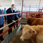 Igea pide no votar a "señoritos de Madrid" que se fotografían con vacas. JM GARCÍA