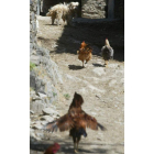 Gallinas pasean por una calle de la localidad de Rosales.