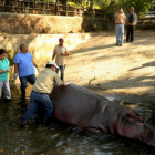 Imagen del día 25 de febrero de 2016, cedida por la Secretaría de Cultura de la Presidencia de El Salvador que muestra al personal del zoológico nacional, atendiendo a un hipopótamo en San Salvador